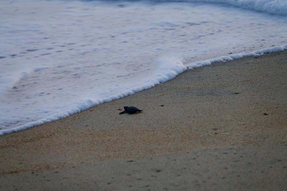 tortue à puerto escondido cote pacifique de Oaxaca