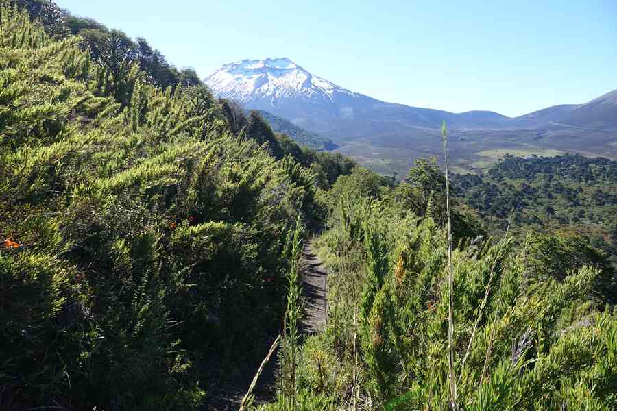 Malalcahuello