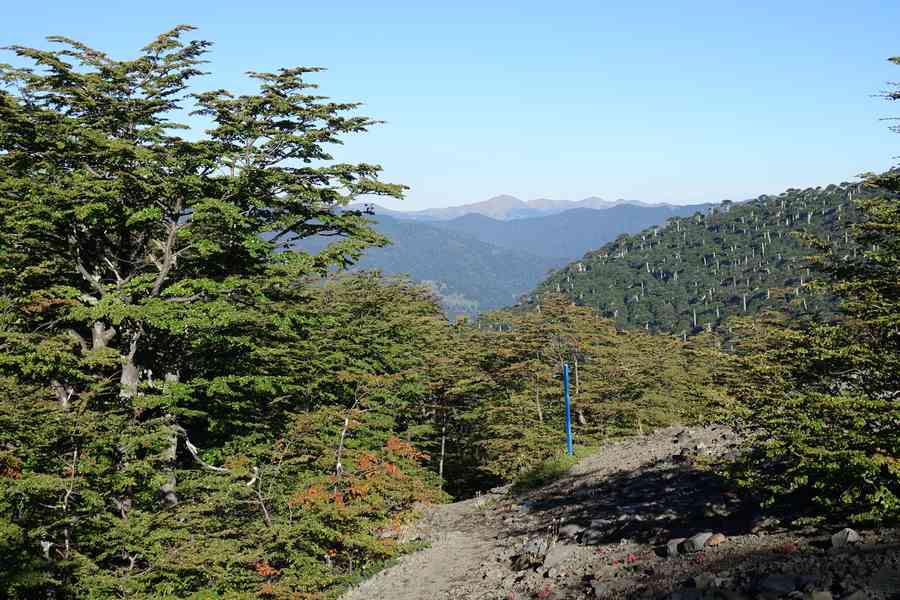 Malalcahuello