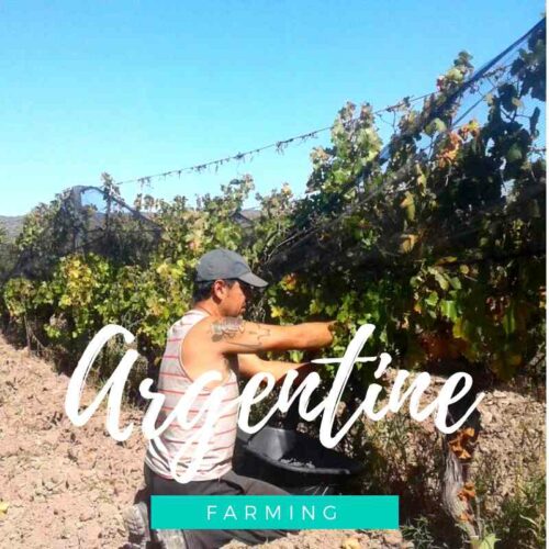 Une bodega artisanale à 100% sur la Route des vins de Mendoza